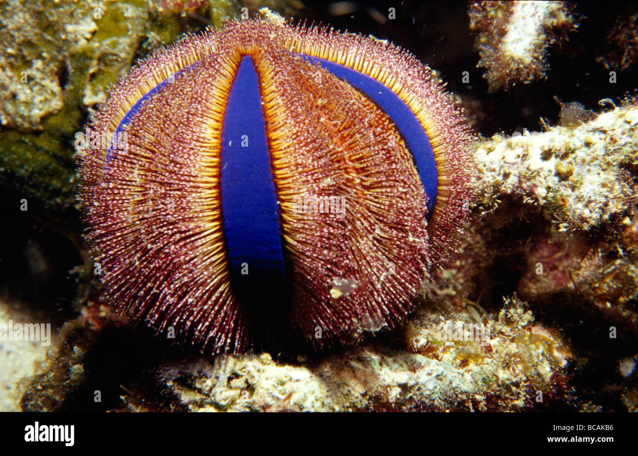 Die schillernden roten und blauen Stacheln von Globe Urchin. Stockfoto