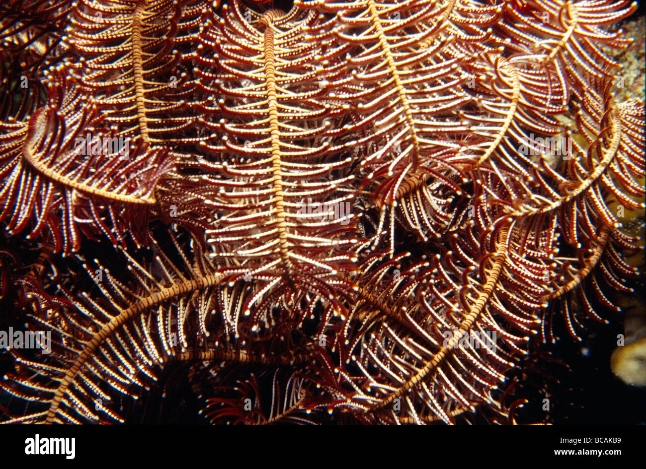 Die bunten zierlichen Ranken eine Crinoid Featherstar Filter zu ernähren. Stockfoto