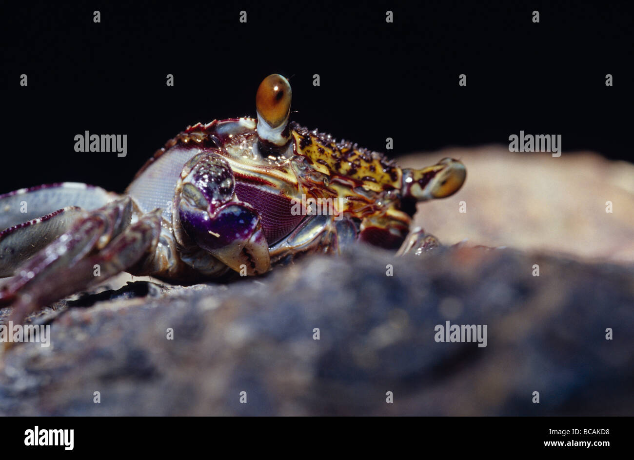 Die großen Augen und gelbe und violette Markierung einer Mangroven Krabbe. Stockfoto