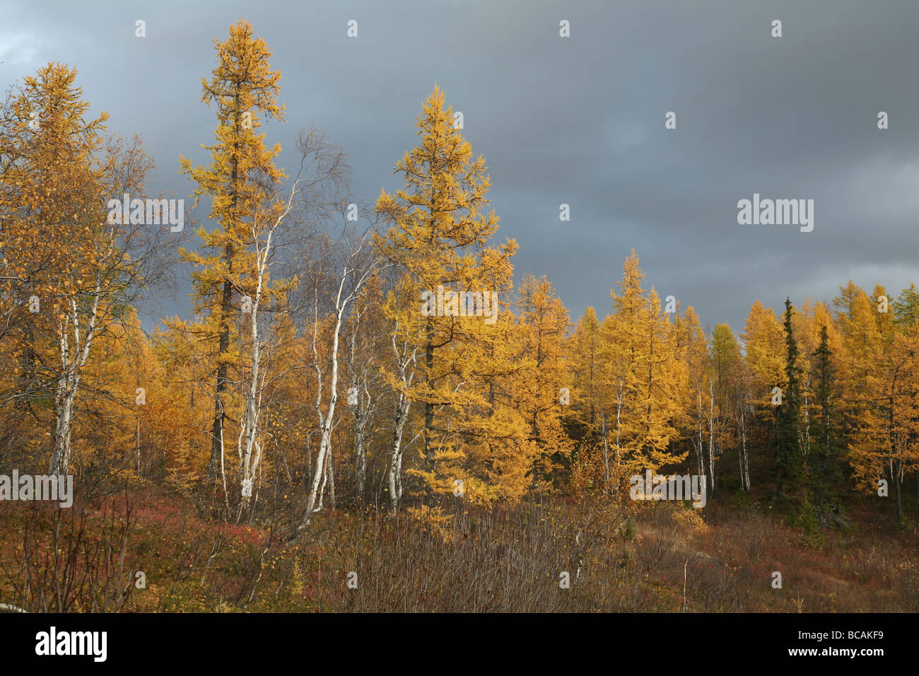 Yamal Peninsula Stockfotos & Yamal Peninsula Bilder - Alamy