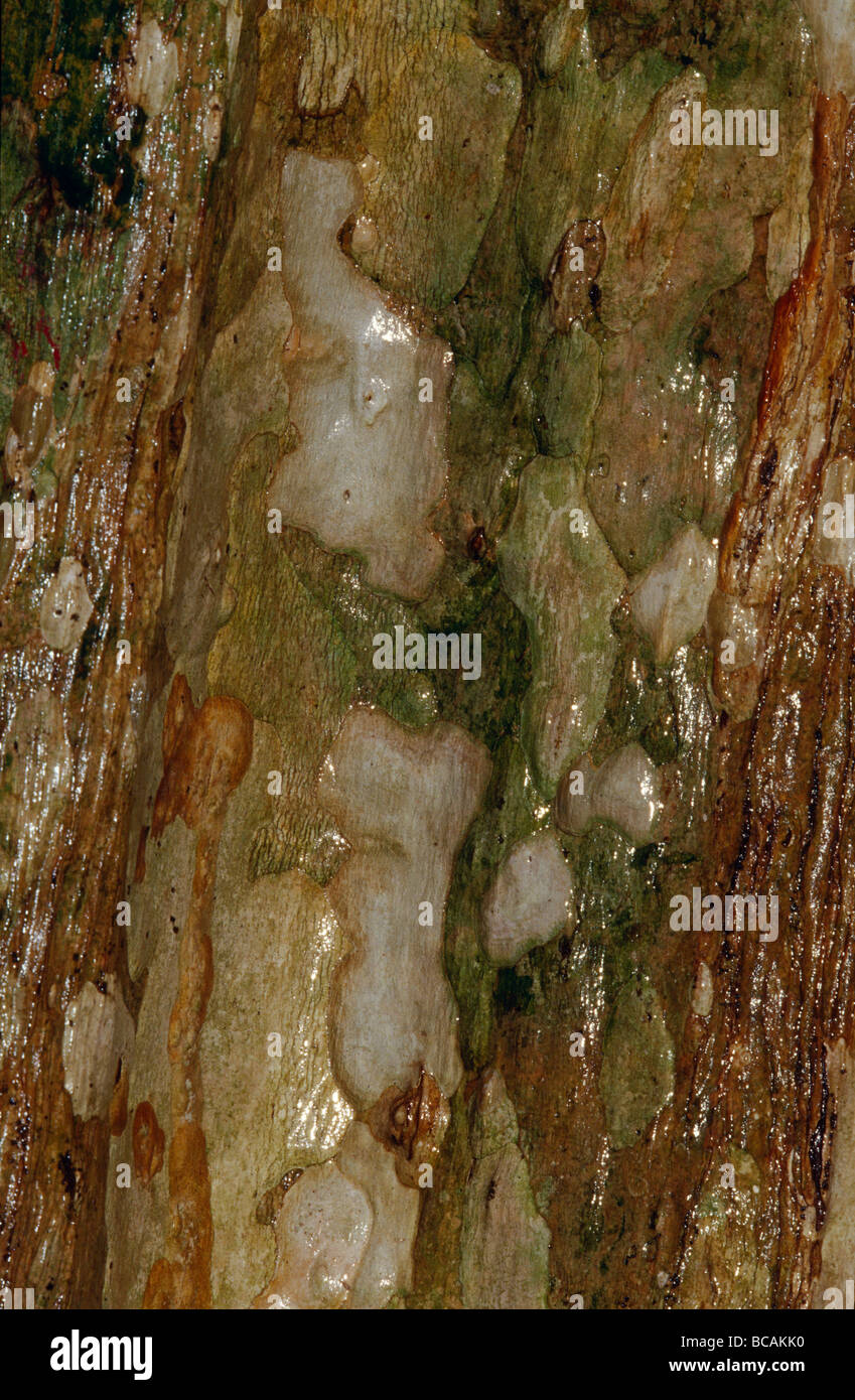 Gefleckte Muster auf einem Baumstamm Regenwald nach einem tropischen Sturm. Stockfoto