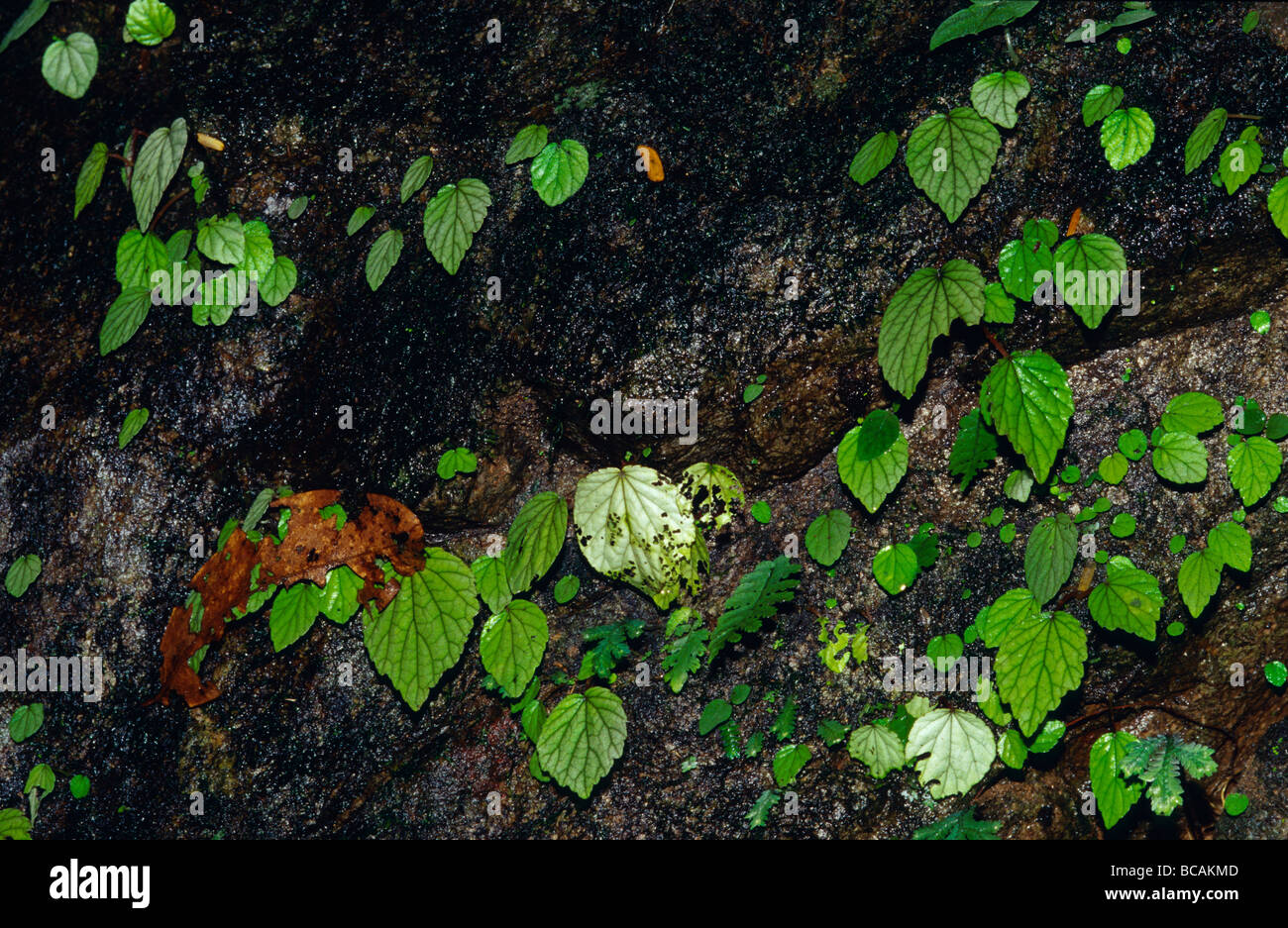 Die Blätter einer Kalk-grünen Klettern Rebe Klammern sich an einer steilen Felswand. Stockfoto