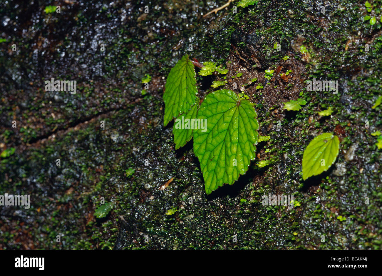 Die Blätter einer Kalk-grünen Klettern Rebe Klammern sich an einer steilen Felswand. Stockfoto