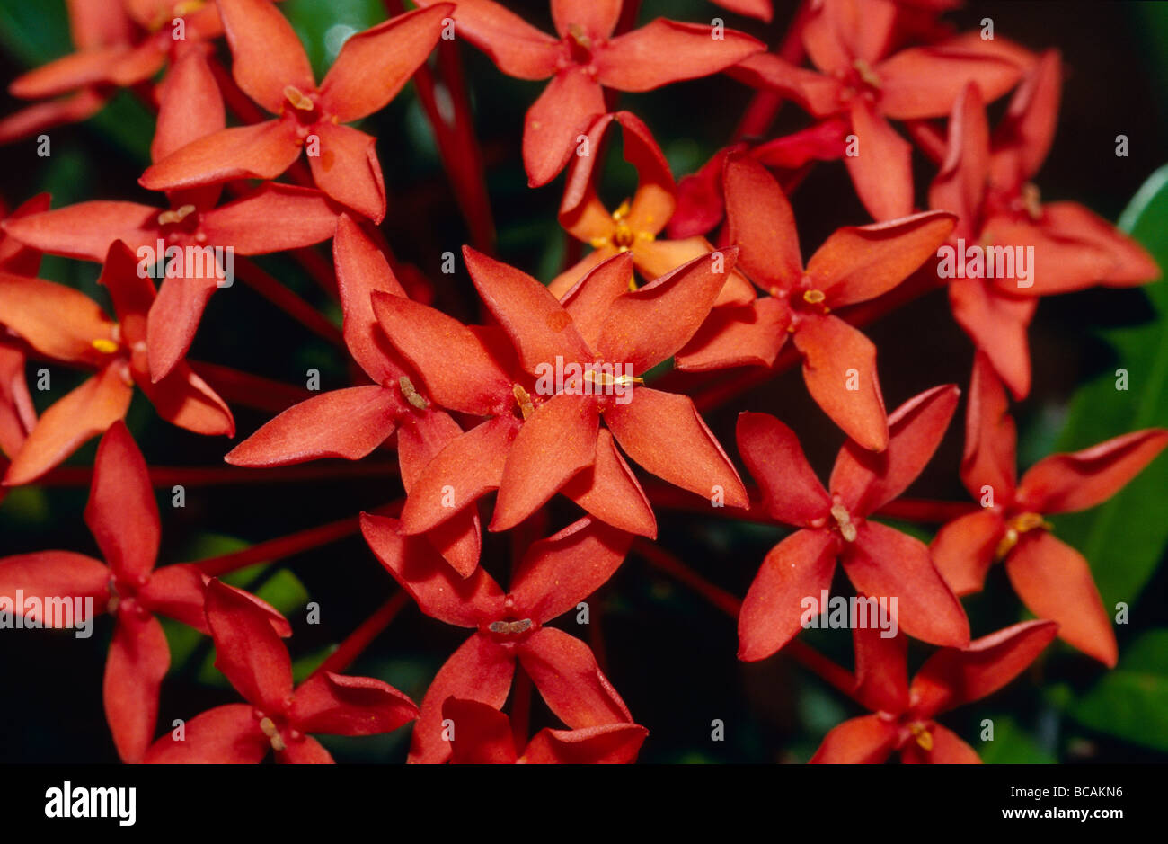 Eine helle rote Orchidee, eventuell eine Epidendrun oder Arundina Arten. Stockfoto