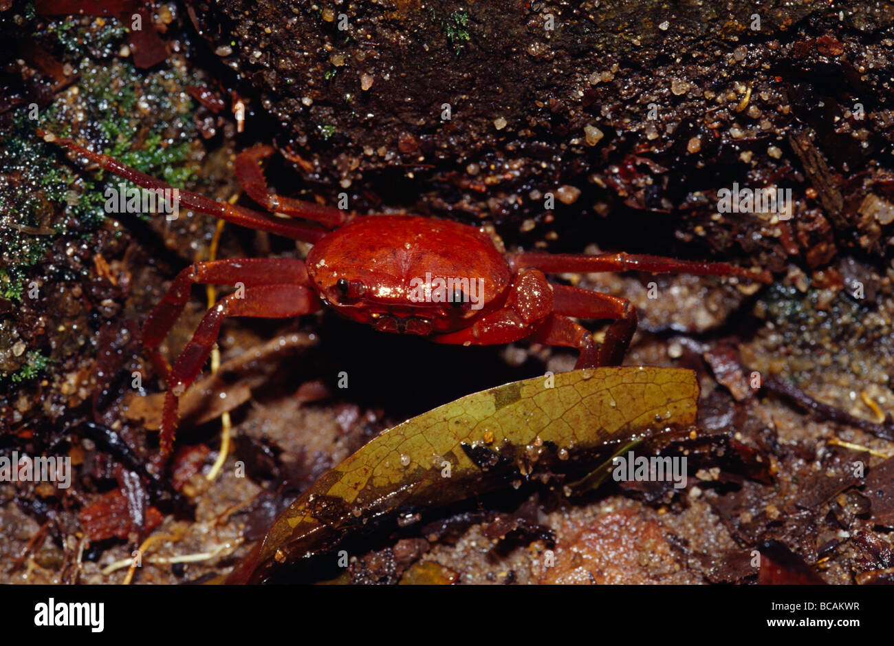 Eine helle rote Berg Krabbe Futter für Lebensmittel in den Wald Laubstreu. Stockfoto