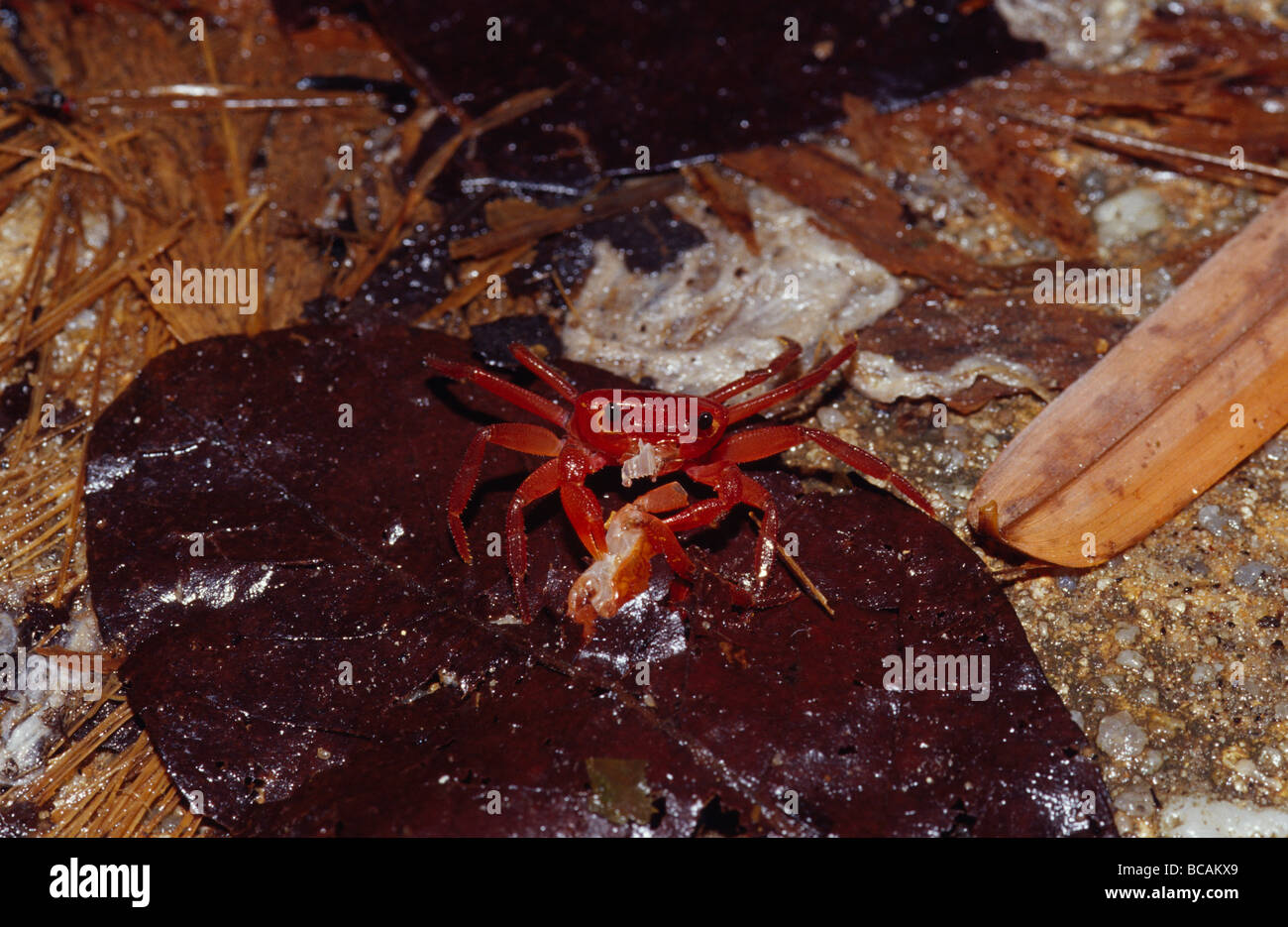 Eine helle rote Berg Krabbe ernährt sich von anderen Krabben im Regenwald. Stockfoto