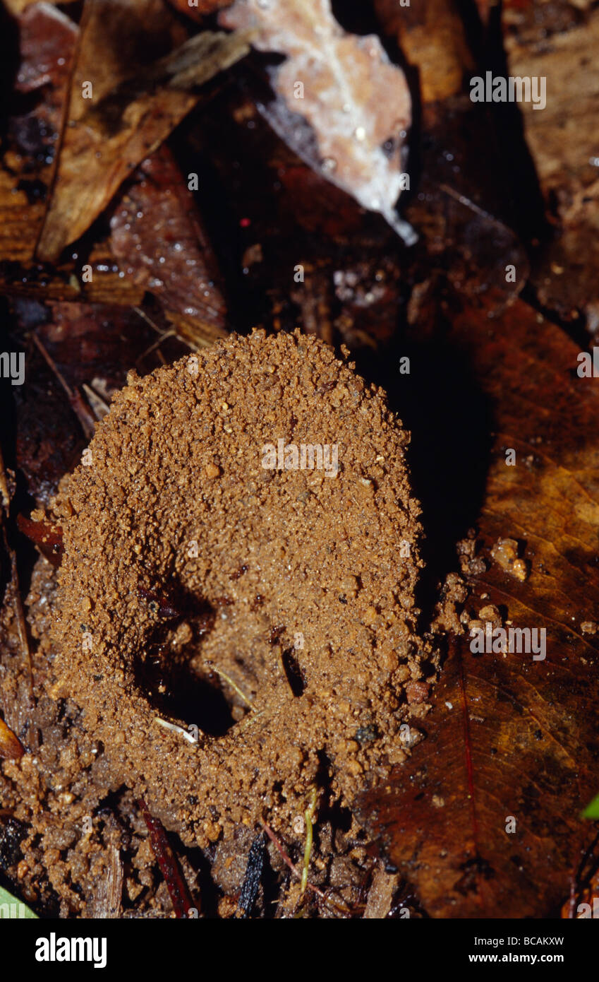 Ameisen bauen große Mauern um Nest Eingänge, Regen und Überschwemmungen zu stoppen Stockfoto