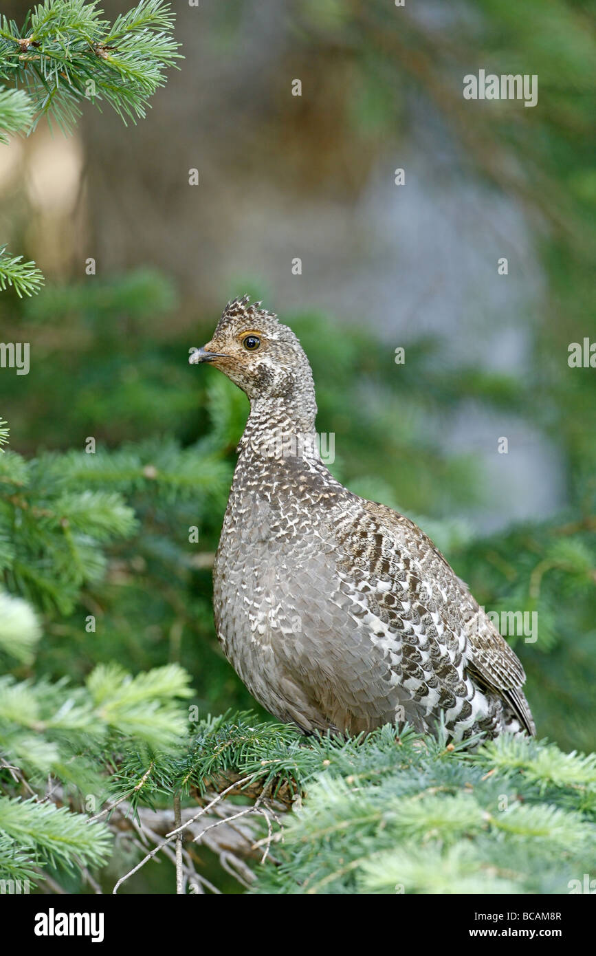 Dusky Grouse Weibchen in Blue Spruce Tree. Stockfoto