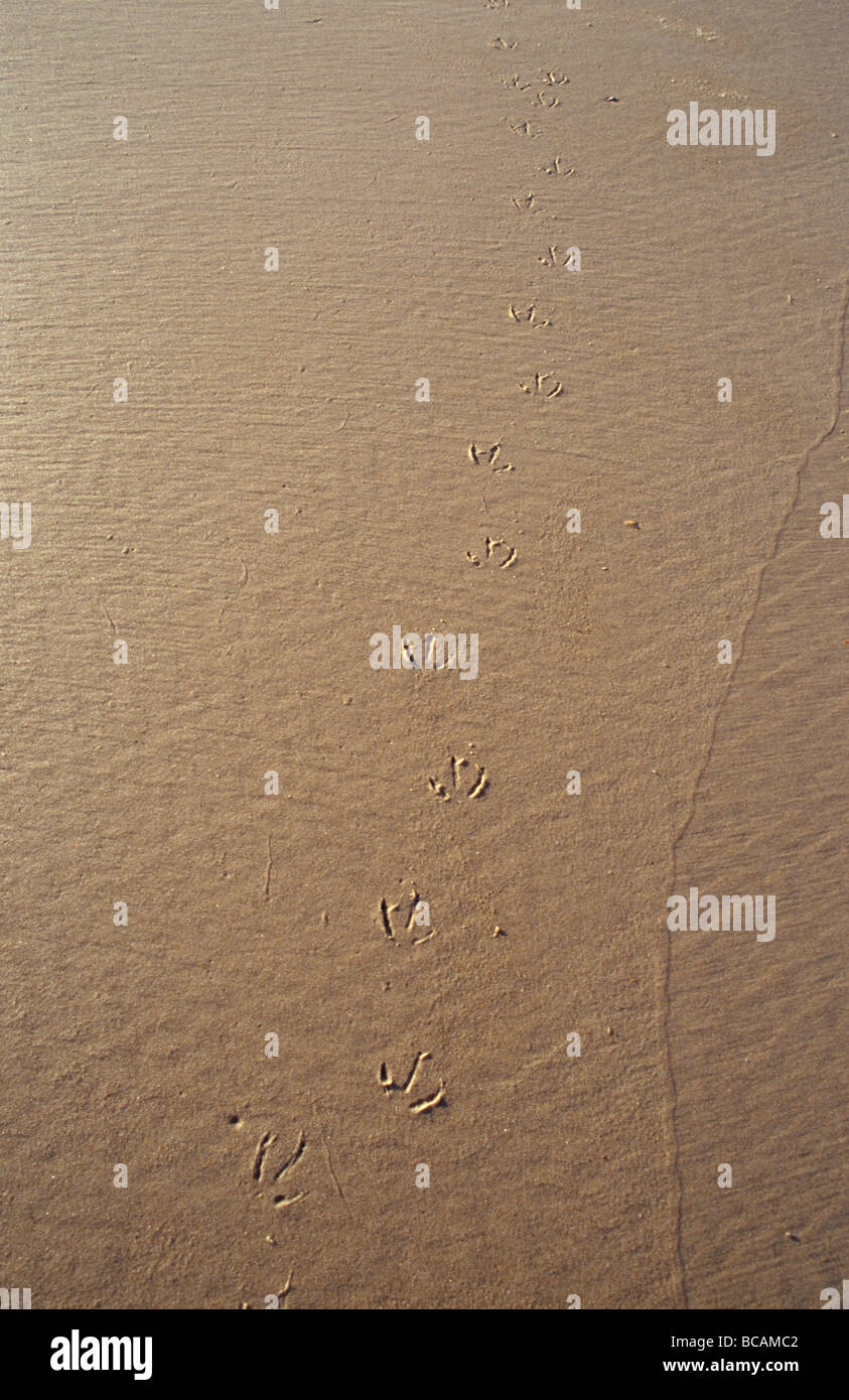 Eine Möwe Fußspuren Mäander an einem entfernten Sandstrand. Stockfoto