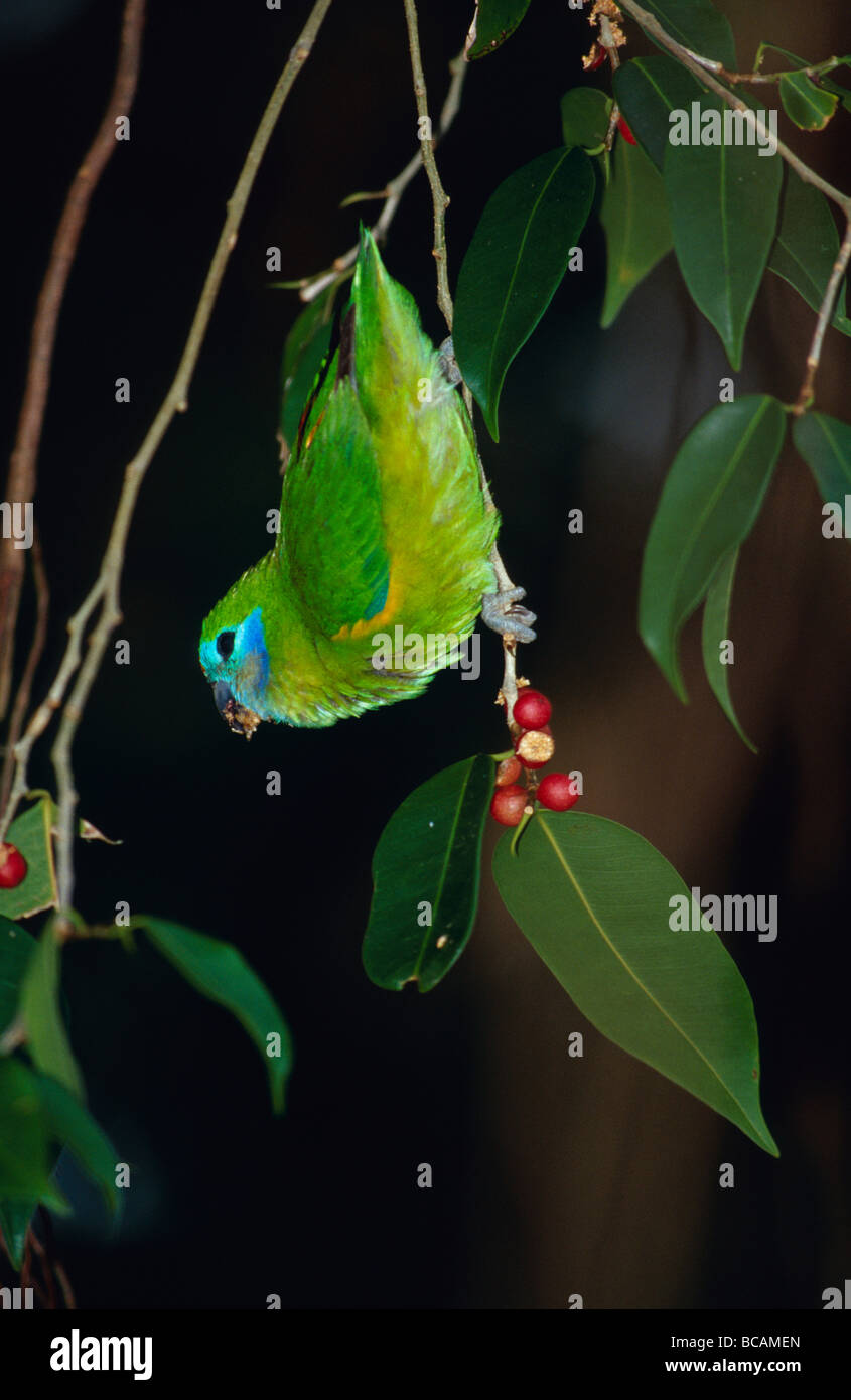 Einen bunten anfällig Doppel-eyed Fig Papagei Fütterung auf Feigen. Stockfoto