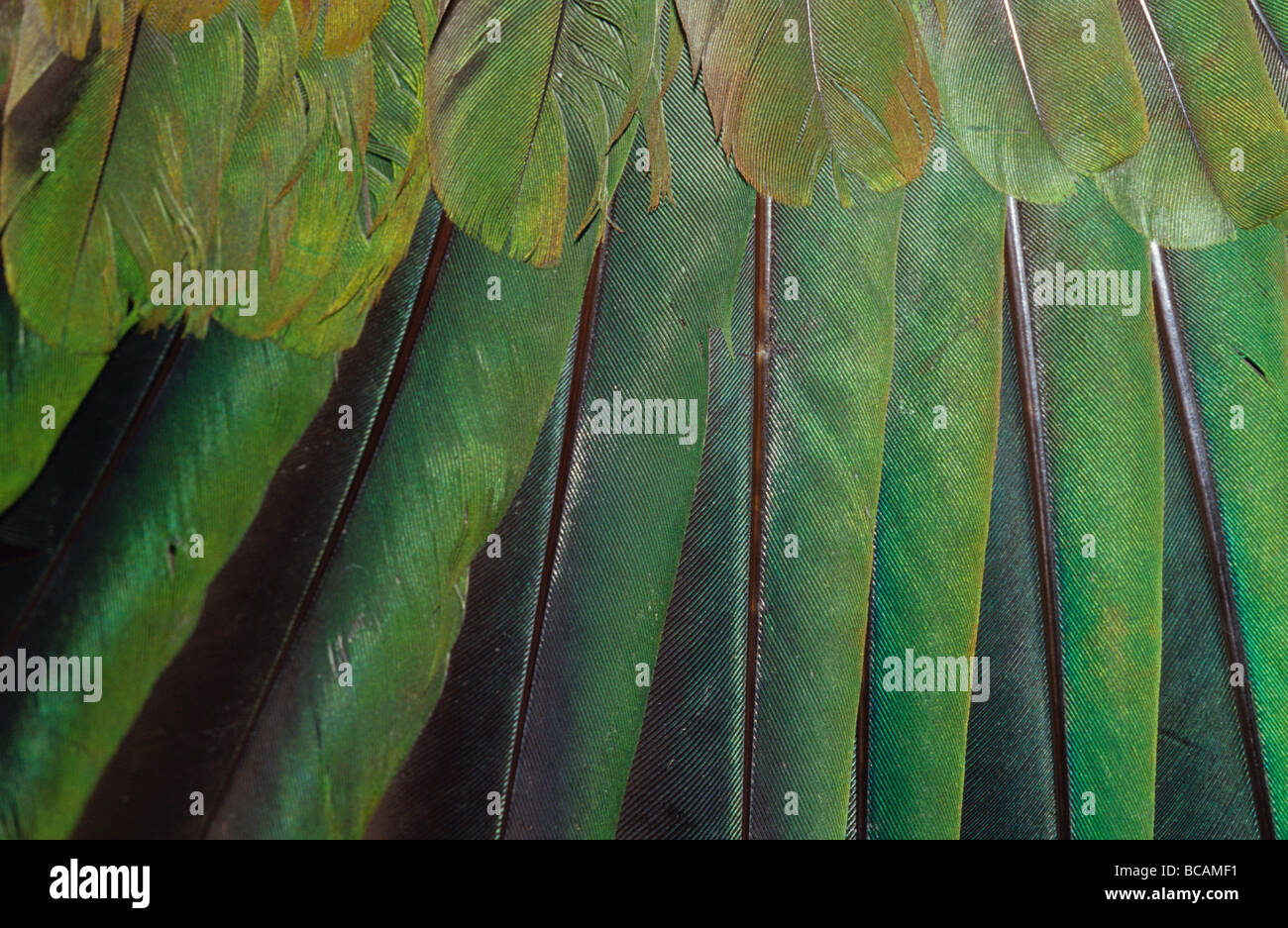 Nahaufnahme auf den bunten grünen Federn einer Taube Wompoo Obst. Stockfoto