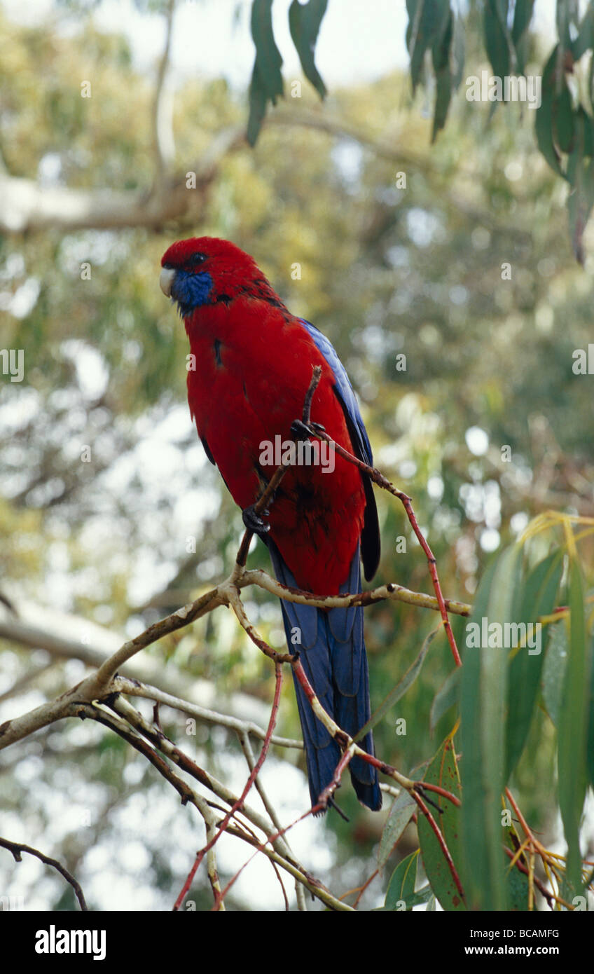 Vibrantly farbigen Pennantsittich in Baumkronen der Eukalypten. Stockfoto