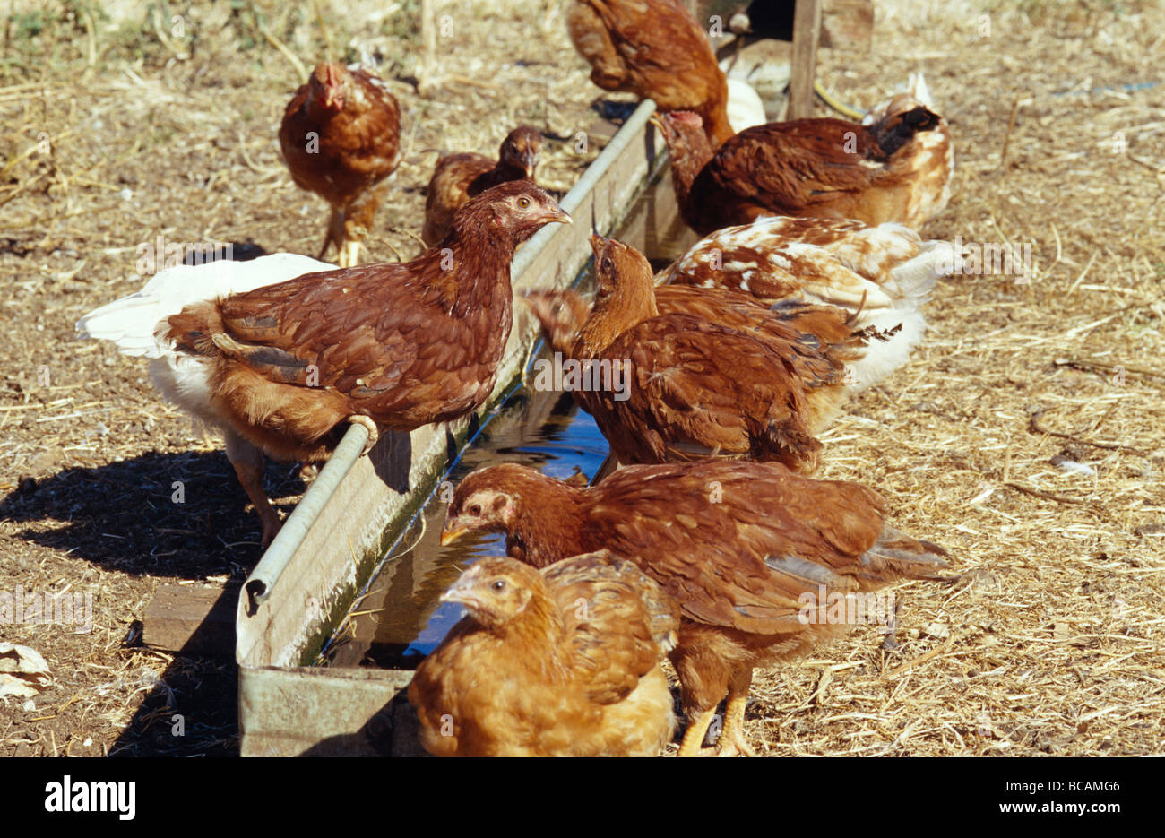 Gesprenkelte freilaufenden Hühner trinken aus einem Hof Wassertrog. Stockfoto
