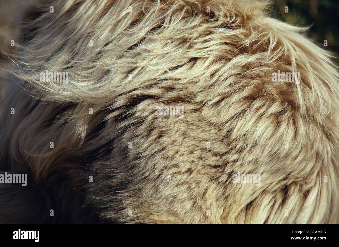 Die weichen, weißen, flauschigen Pelz ein italienischer Schäferhund, der Mareema. Stockfoto