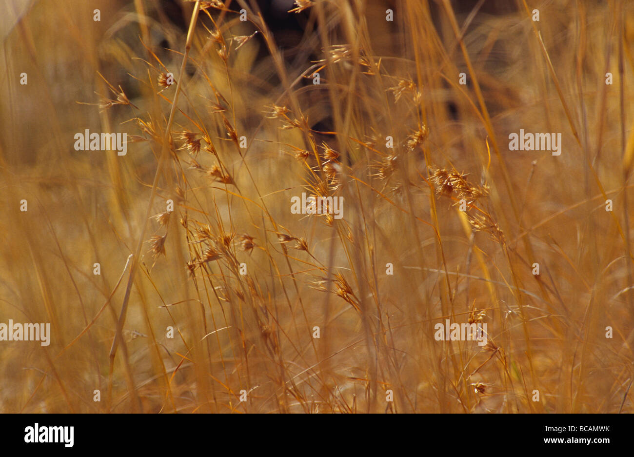 Säen Kangaroo Grass, Themeda Triandra Ausbruch aus einer einsamen Düne. Stockfoto