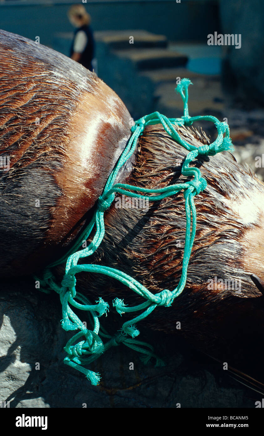 Ein australischer Seebär mit Fischernetz Wurf einengenden seinen Hals. Stockfoto