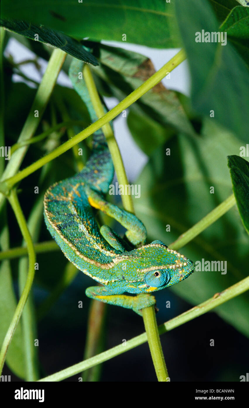 Eine Warnung getarnt African Blue-eyed Green Chameleon Jagd Beute. Stockfoto