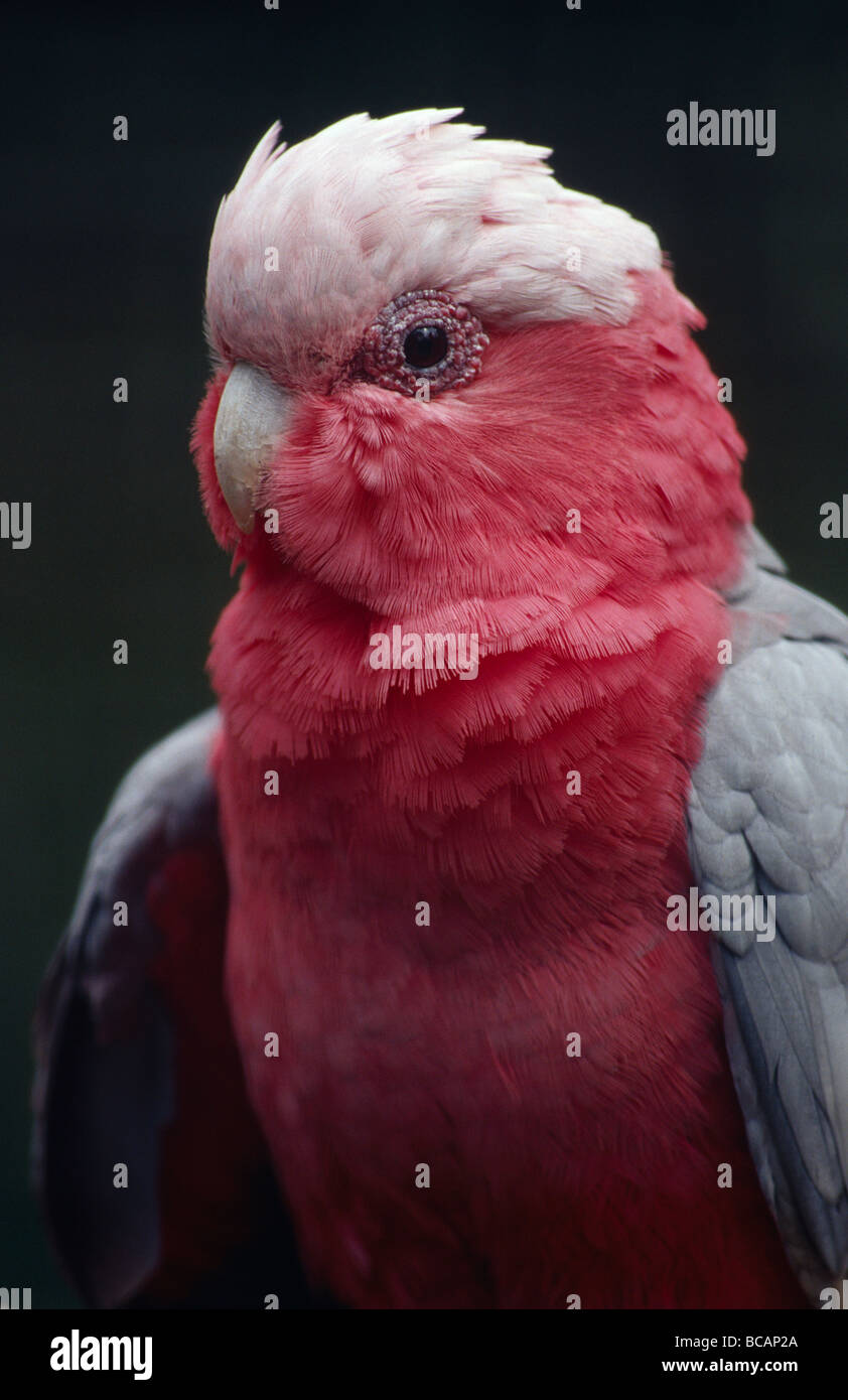 Nahaufnahme des Kopfes und der hübschen rosa Gefieder einen bunten Rosakakadu. Stockfoto