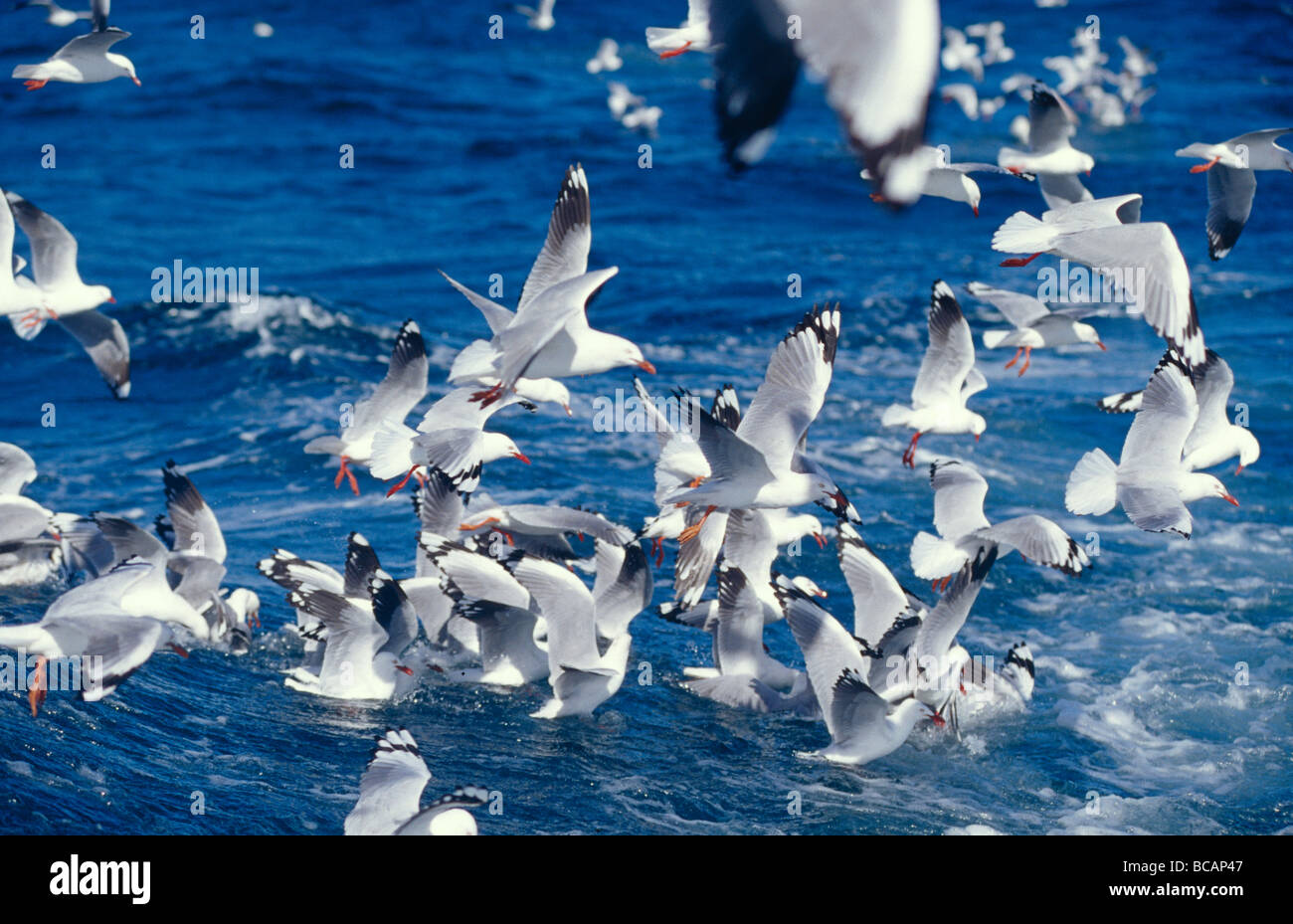 Eine Herde von Silver Gull in einer Fütterung frenzy auf einen Köder-Ball auf dem Meer. Stockfoto