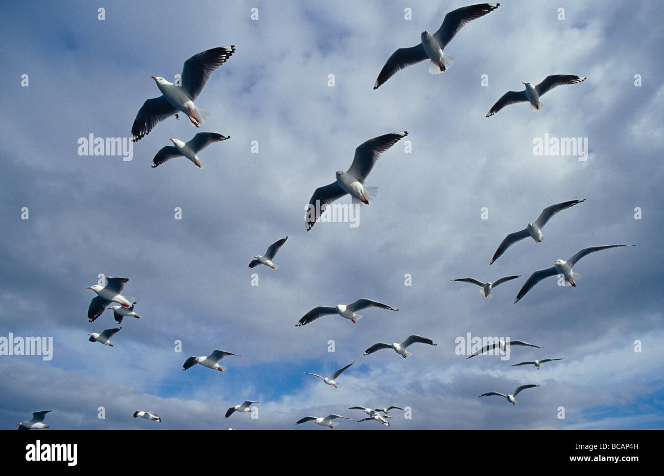 Eine Herde von Silber Möwen schweben in Flug Bildung gegen ein bewölkter Himmel. Stockfoto