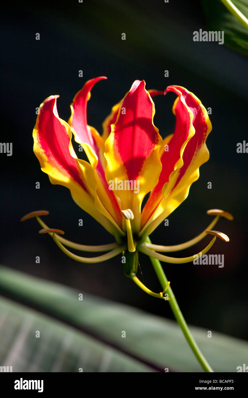 Gloriosa Lilie im Bloedel Floral Conservatory, Queen Elizabeth Park, Vancouver, Britisch-Kolumbien, Kanada Stockfoto