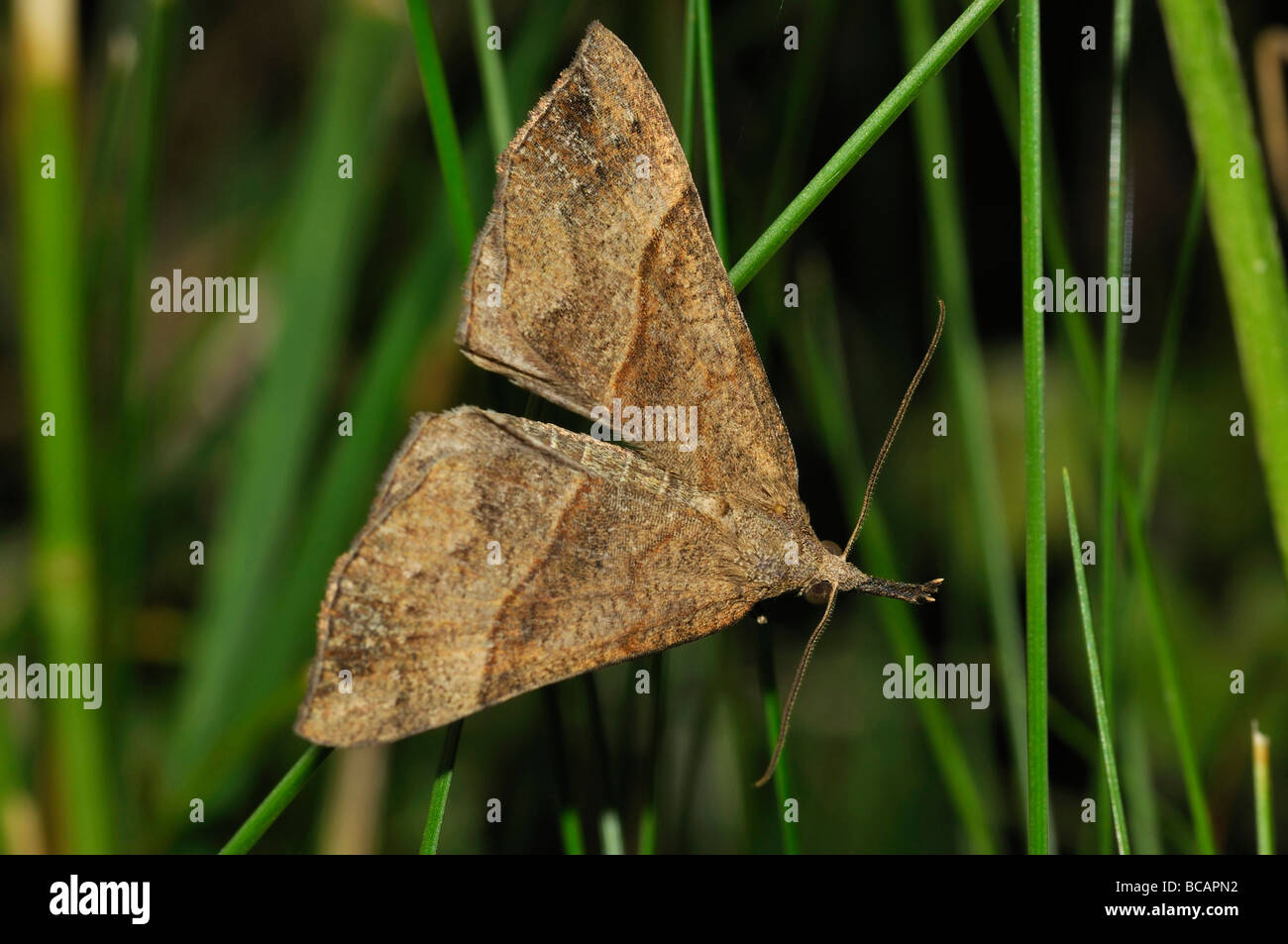 Schnauze Moth Hypena proboscidalis Stockfoto
