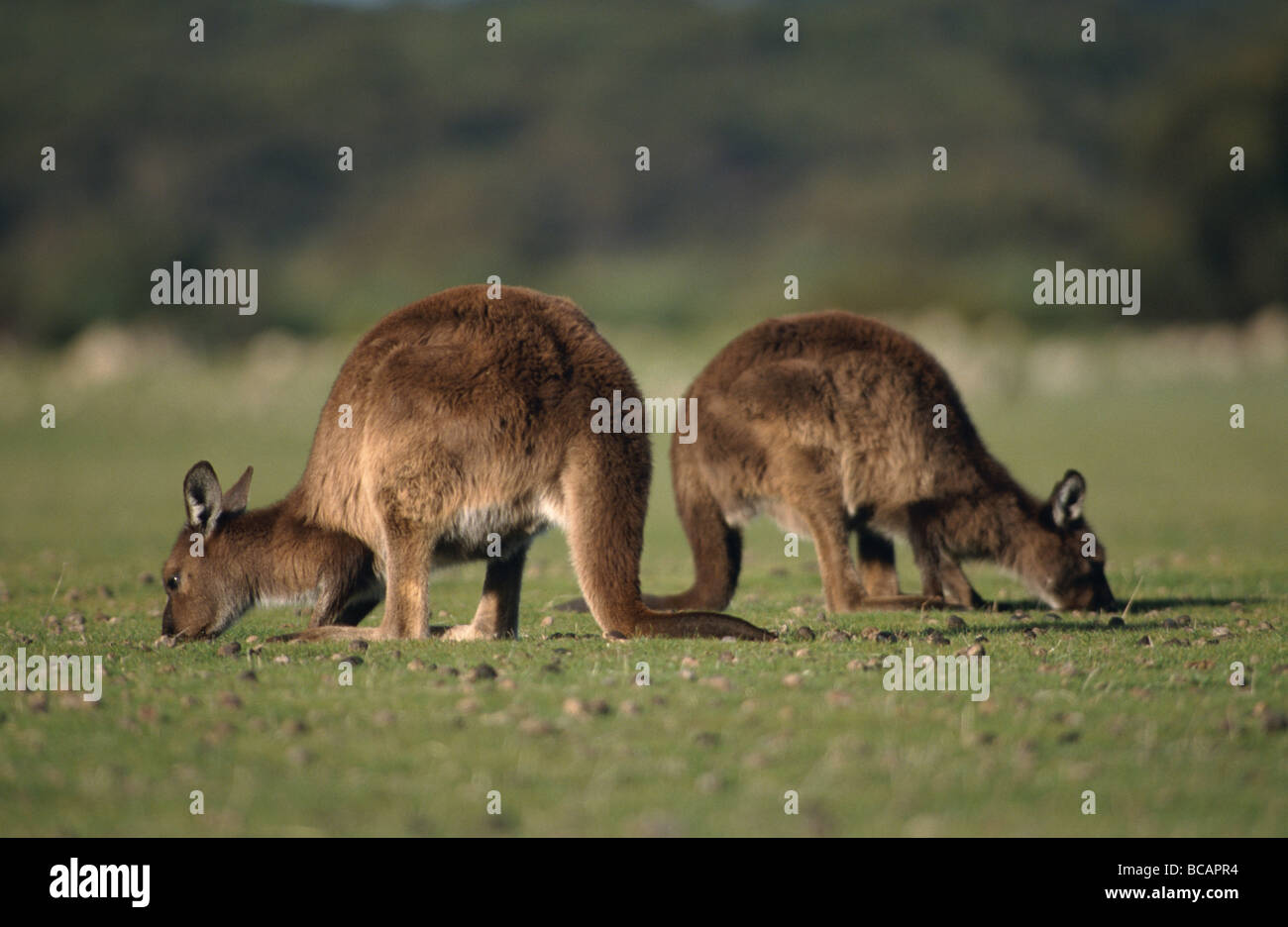 Kangaroo Island grau Kängurus Fütterung zufrieden auf einem Rasen schlicht. Stockfoto