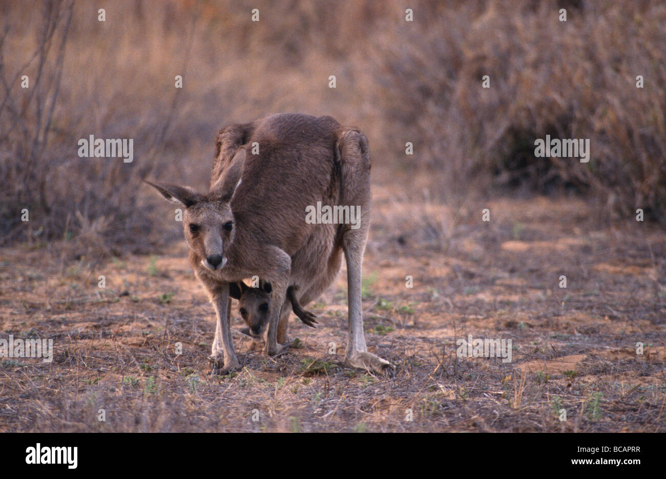 Ein vorsichtig östlichen Grey Känguru und ihr Joey im Beutel. Stockfoto
