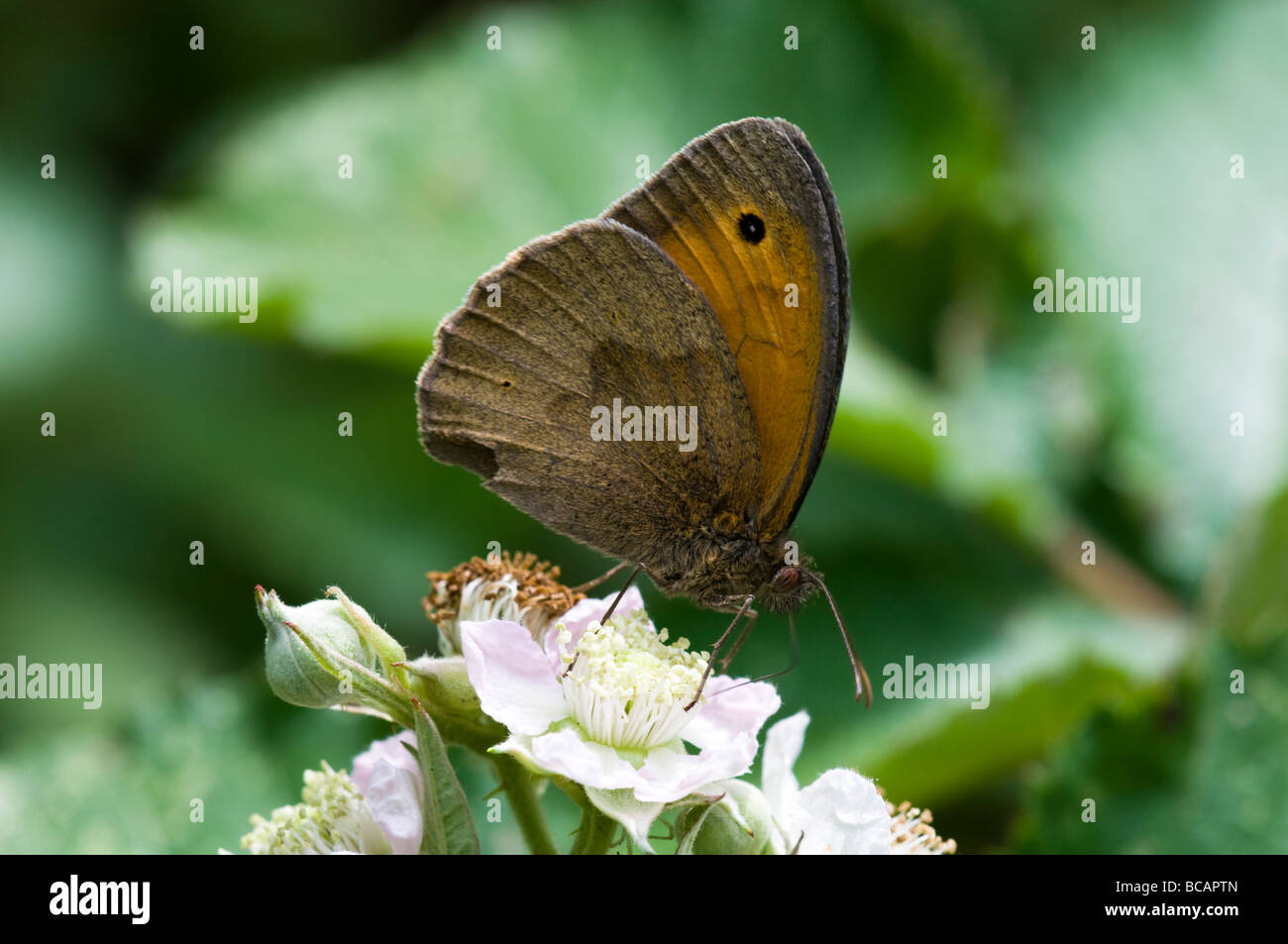 Meadow Brown Stockfoto