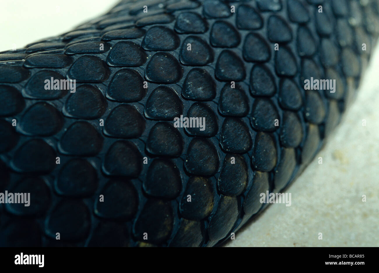 Nahaufnahme der symmetrischen Skalen einer Chappell Insel Tiger Schlange. Stockfoto