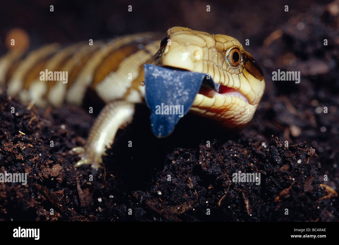 Ein Blue-Tongue Lizard Jungtier ragt seine leuchtend blaue Zunge. Stockfoto