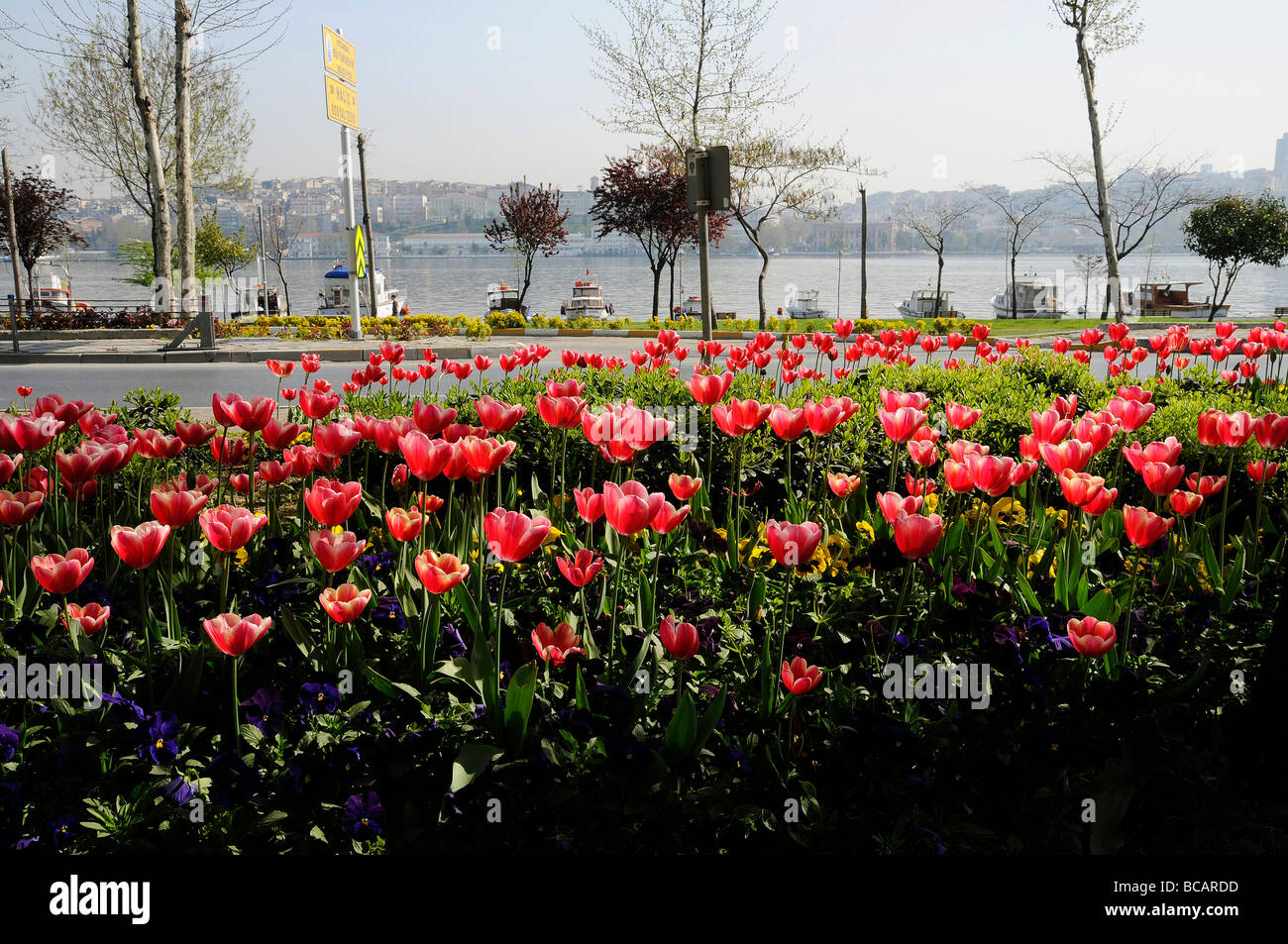 Die Türkei ist das Land der Tulpen und Istanbul ist voll von ihnen im Frühling wie hier entlang des Goldenen Horns. Stockfoto