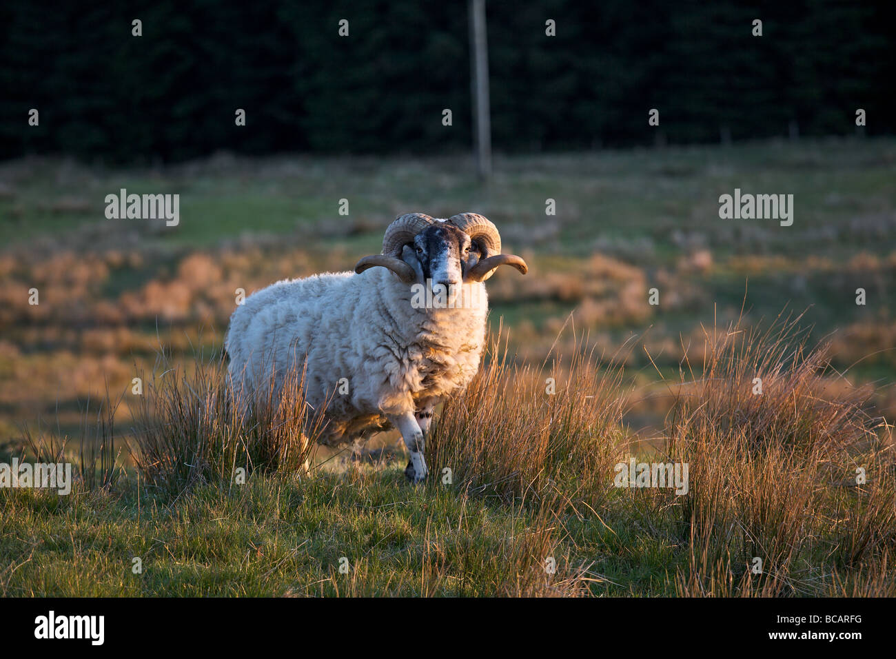 Highland Schaf mit geschweiften Hörnern allein im Feld, Schottland Stockfoto