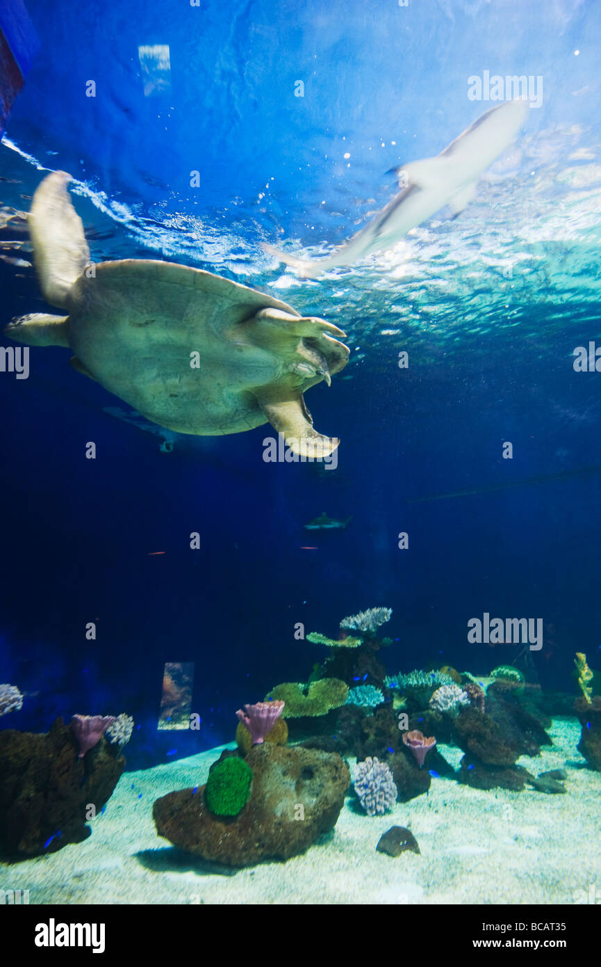 Das Vancouver Aquarium Marine Science Centre im Stanley Park in Vancouver British Columbia Kanada Stockfoto