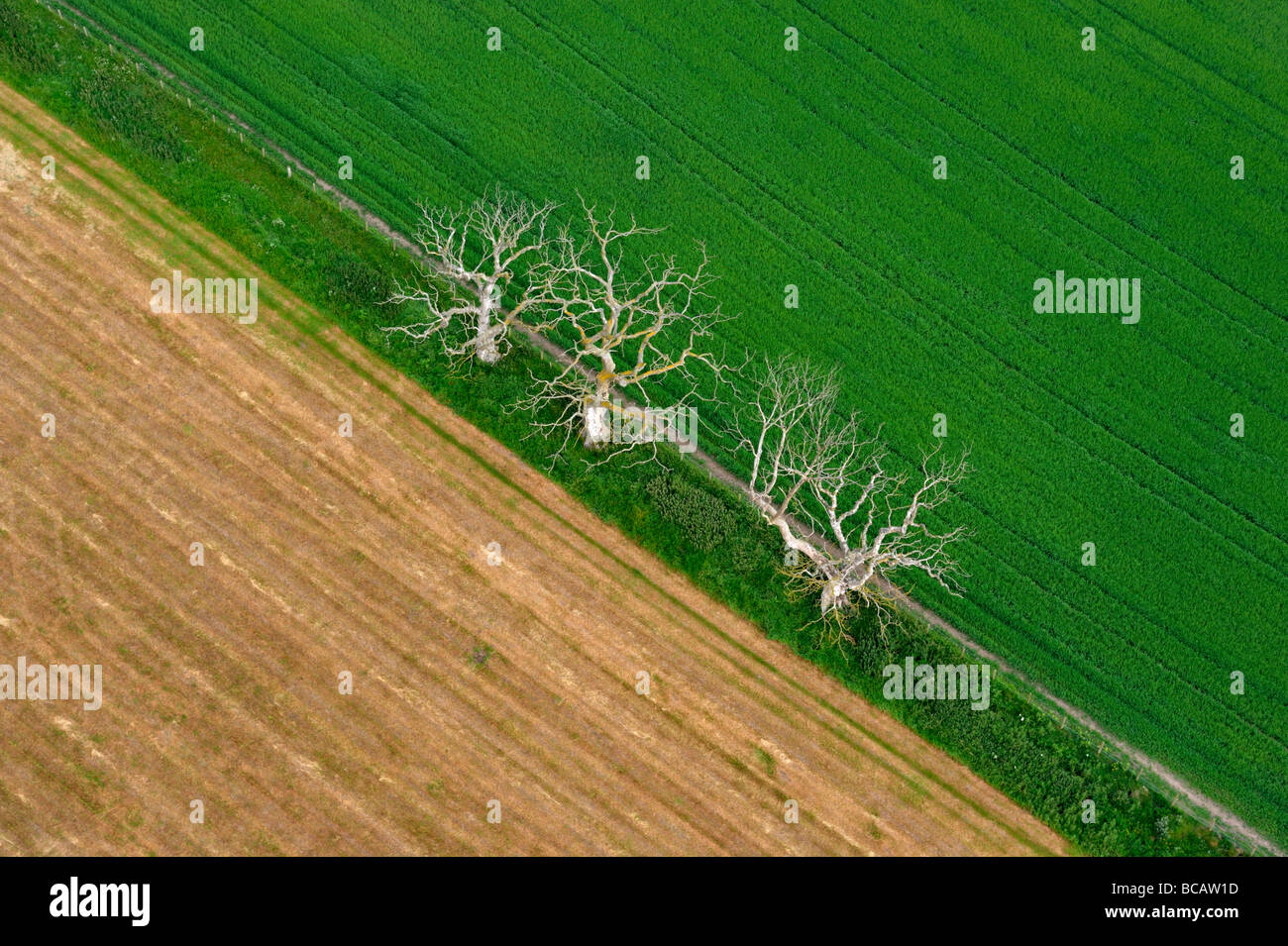 Drei Bäume auf Feldgrenze aus der Luft. South Lanarkshire, Schottland, Vereinigtes Königreich, Europa. Stockfoto