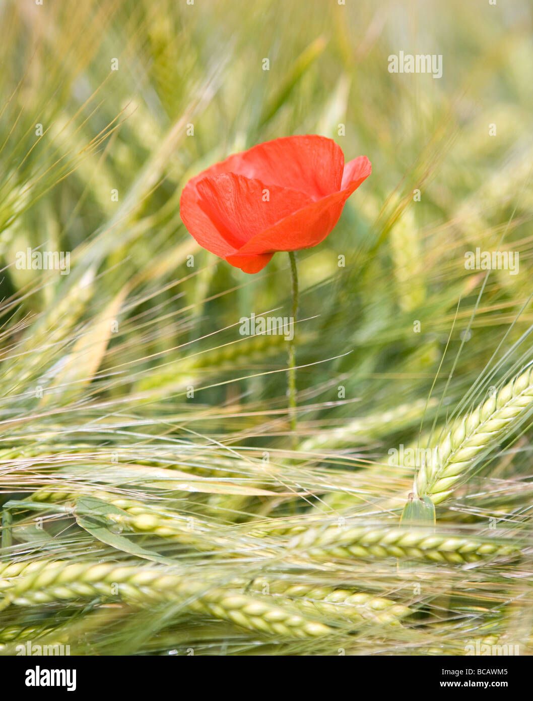Roten Mohn Blume im Weizenfeld in Kent, Großbritannien. Stockfoto
