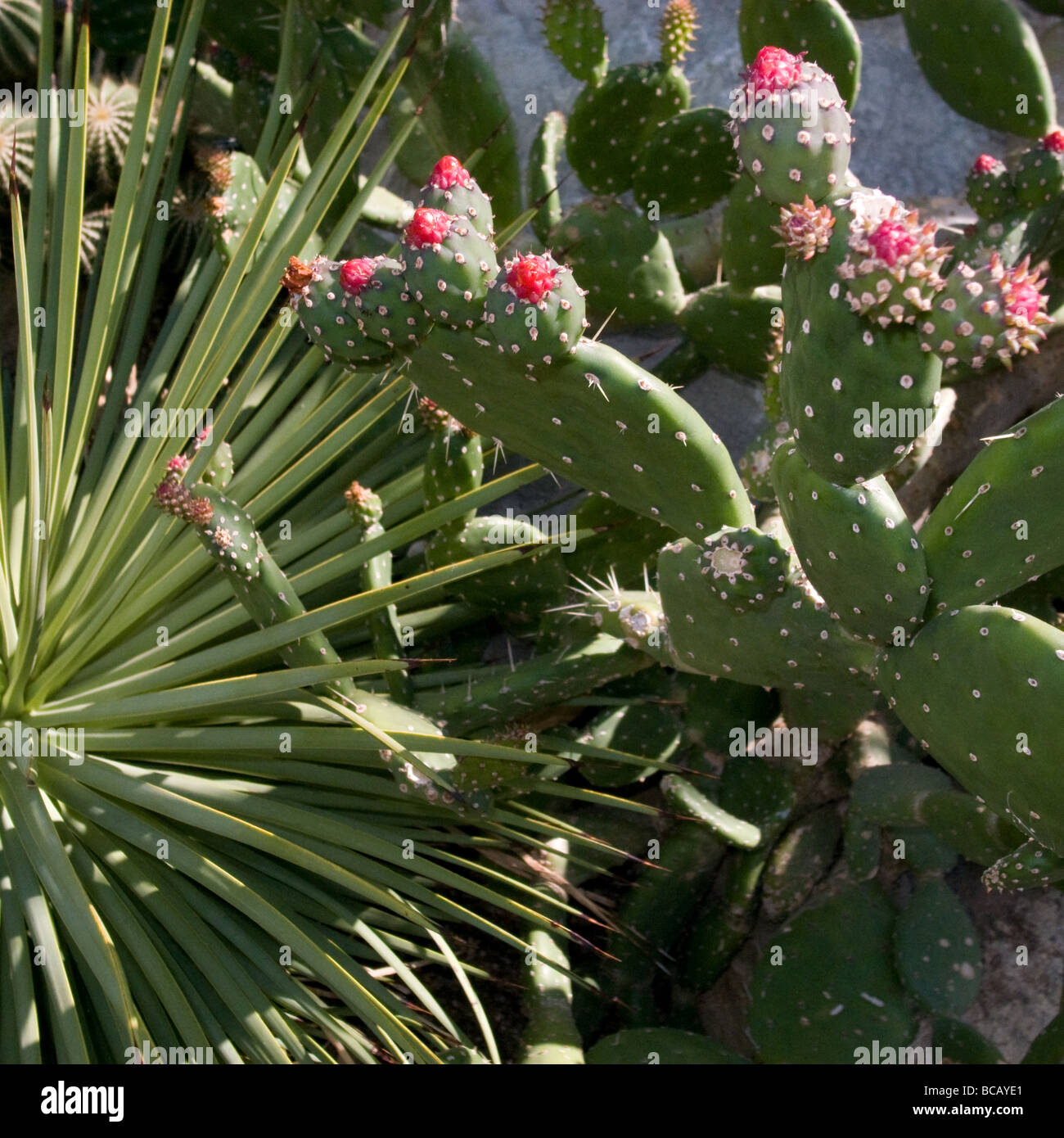 Kaktus - Royal Botanic Gardens, Kew, Richmond, Surrey Stockfoto