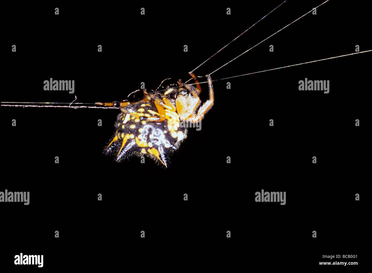 Eine zarte verzierten Juwel Spinne Spinnen und bauen ihr Netz. Stockfoto