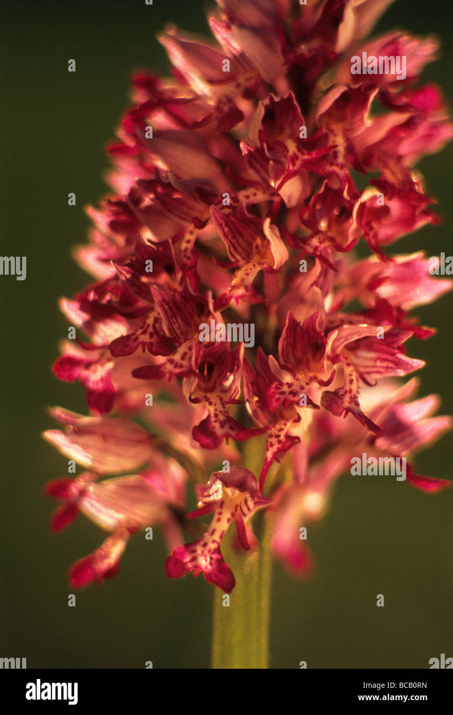 Militärische Orchidee (Orchis Militaris) Stockfoto