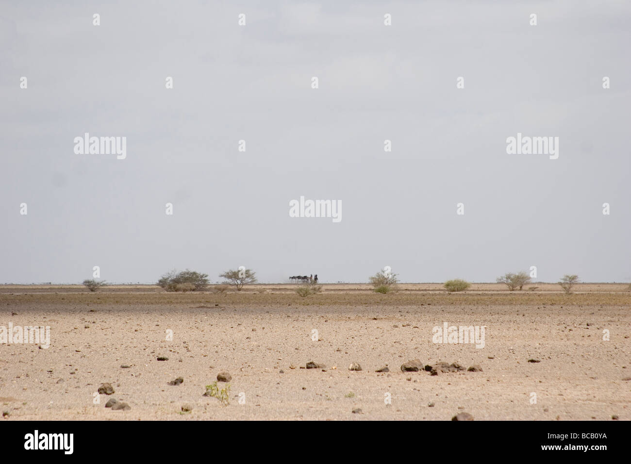 Dubti, Afar-Region, Äthiopien - Herden in der Wüste Dunst Stockfoto