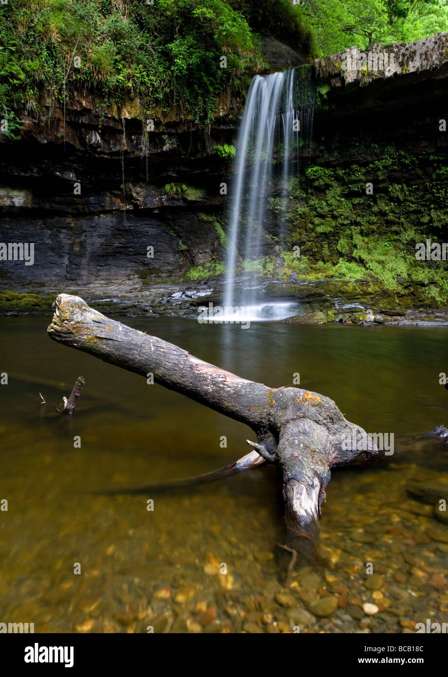 Sgwd Gwladus Wasserfall in der Nähe von Pontneddfechan in der Brecon Beacons National Park, Wales Stockfoto