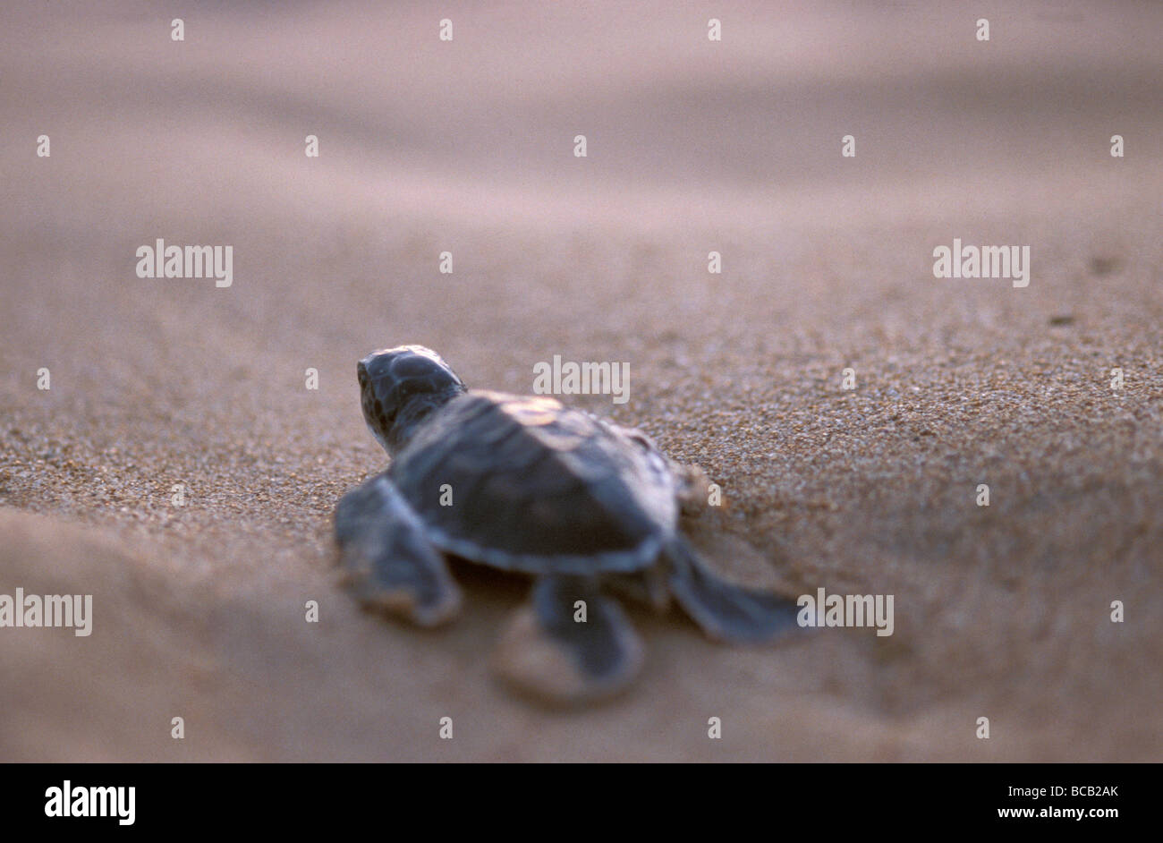 Einen grünen Meeresschildkröte Jungtier Rennen über den Strand zum Meer hin. Stockfoto