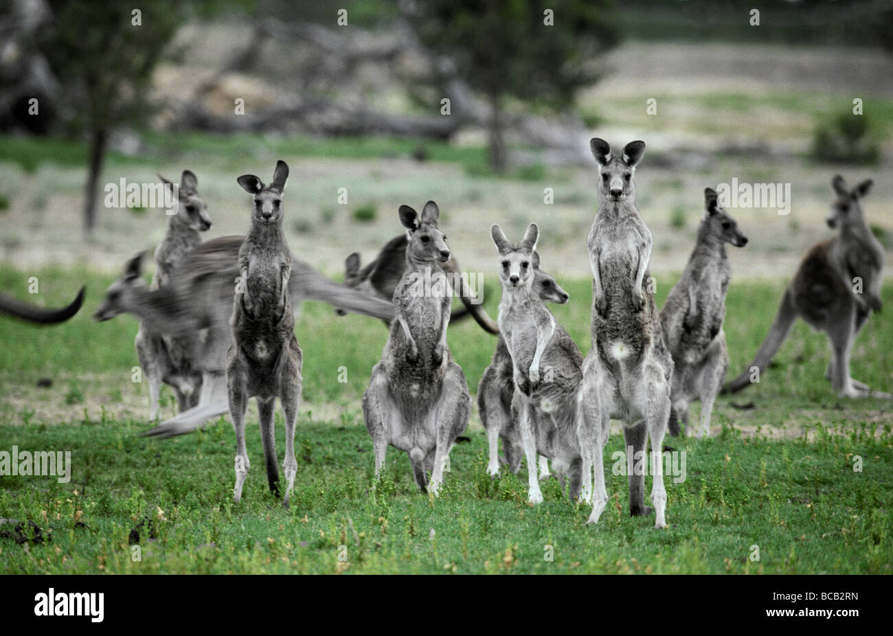 Ein Mob von vorsichtig östlichen grau Kängurus füttern auf dem grünen Rasen schlicht. Stockfoto