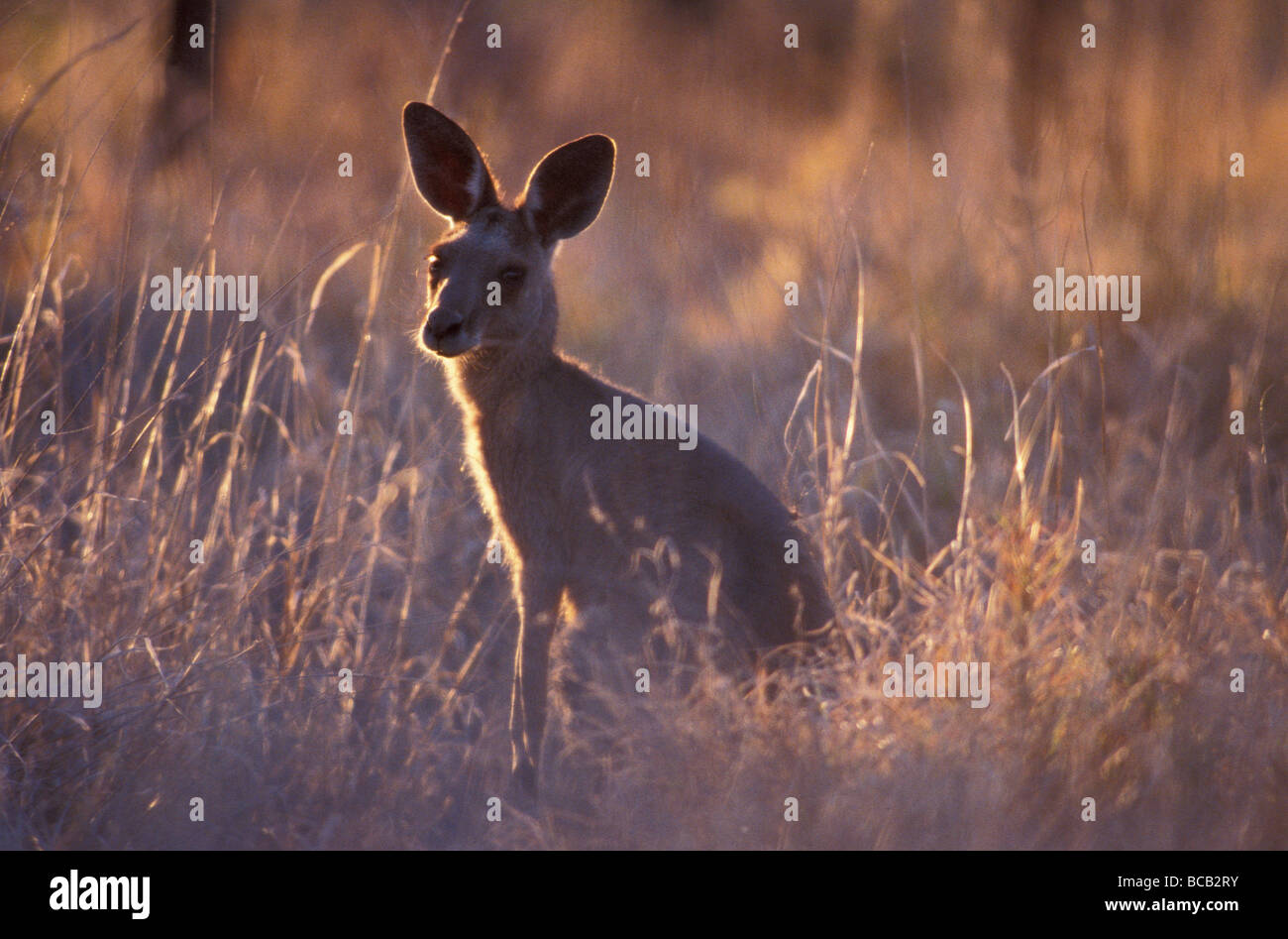 Eine Warnung östlichen Grey Kangaroo Fütterung in einem Trockenrasen bei Sonnenuntergang. Stockfoto