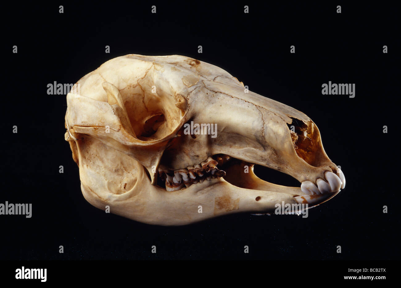 Ein Red Kangaroo Schädel das größte Mitglied der Känguru-Familie. Stockfoto