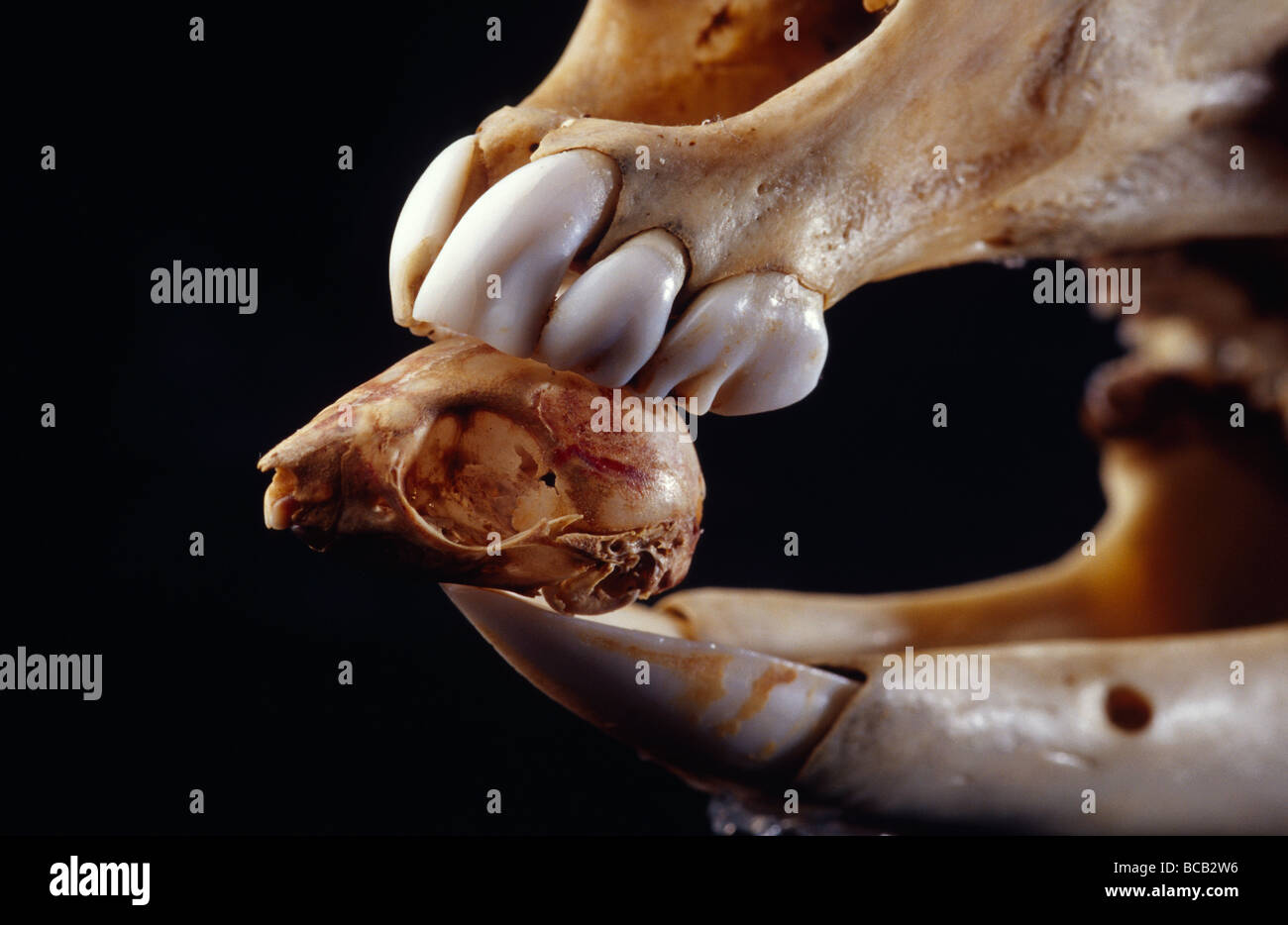 Der Schädel von einem Opossum Leadbeaters und die Zähne eines roten Kängurus. Stockfoto