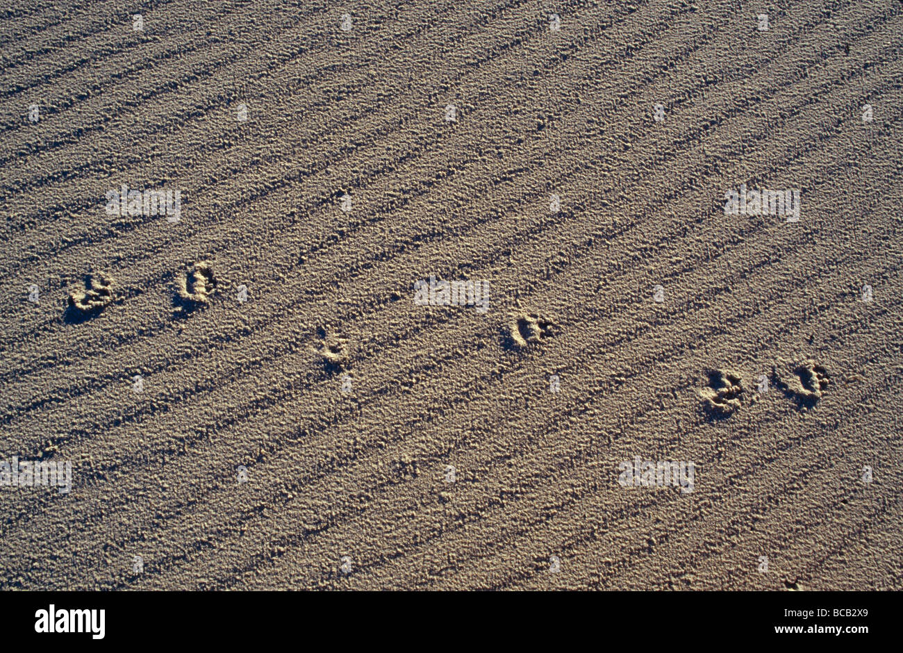 Gefährdete Tasmanische Teufel Fußabdrücke auf Wind geblasen wellige Sand. Stockfoto