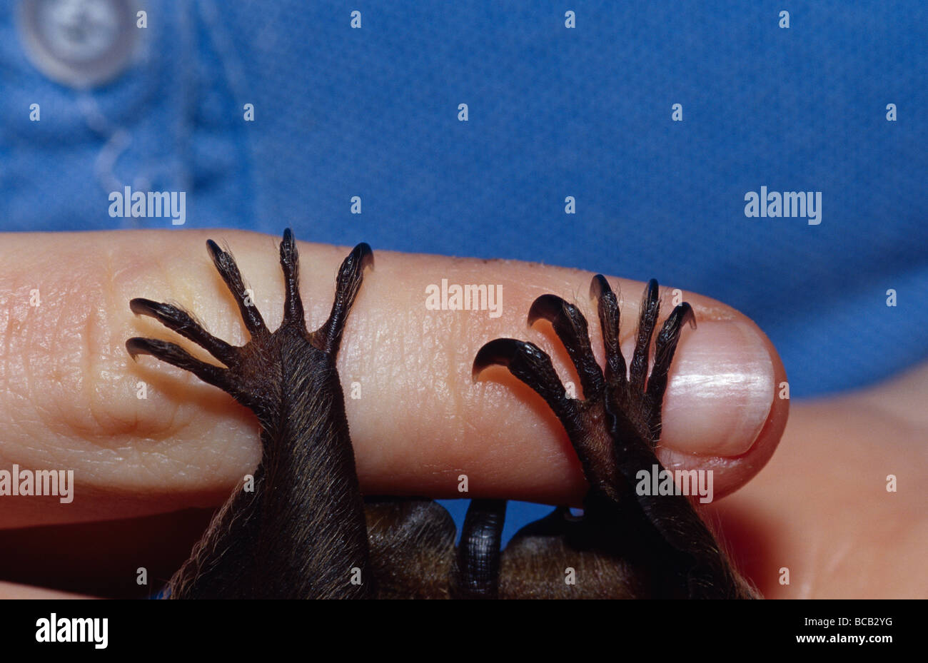 Die krallenbewehrten Füße einer Queensland Tube Nosed Fledermaus klammerte sich an einem Finger. Stockfoto