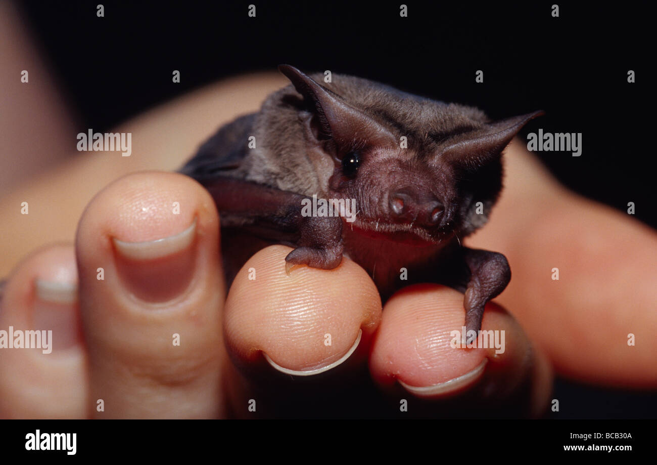 Eine winzige kleine Freetail Nordfledermaus ruht in einer pflegenden Hand. Stockfoto
