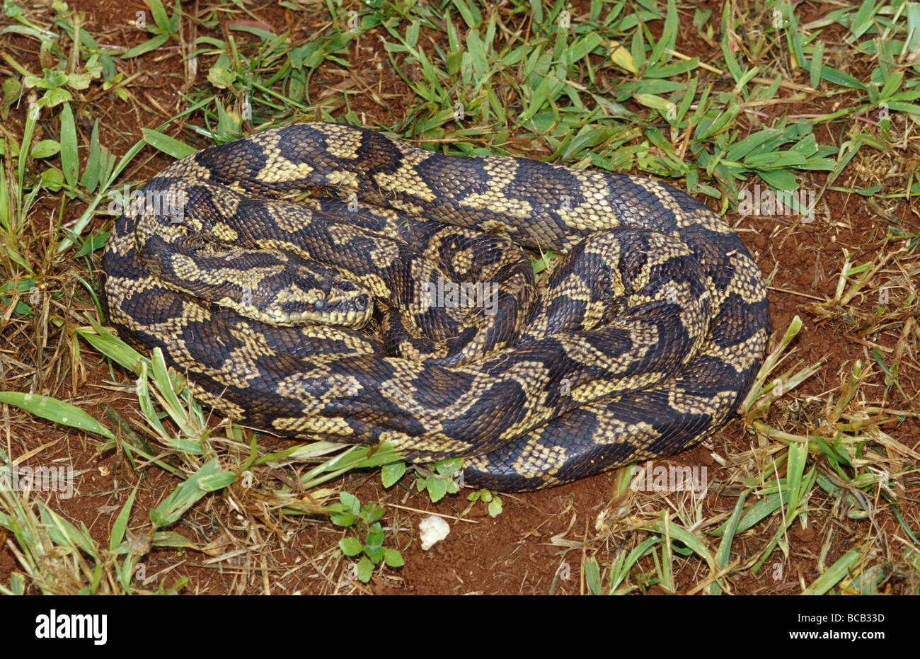 Eine aufgerollte, Atherton Tablelands Teppich Python Häutung der Haut. Stockfoto